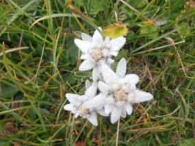 Anche qui le belle stelle alpine